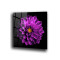 Mor Lotus Cam Tablo