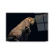 Leopar Cam Tablo