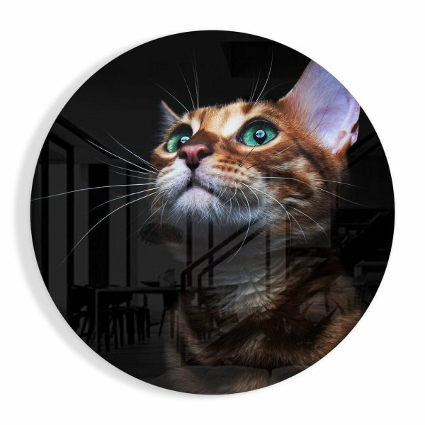 Kedi Cam Tablo Kedi Cam Tablo