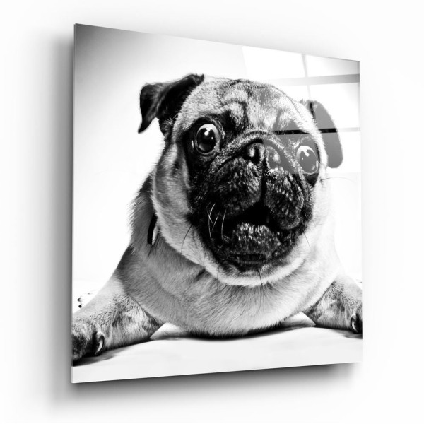 Pug Köpek Cam Tablo No:1043 Pug Köpek Cam Tablo No:1043